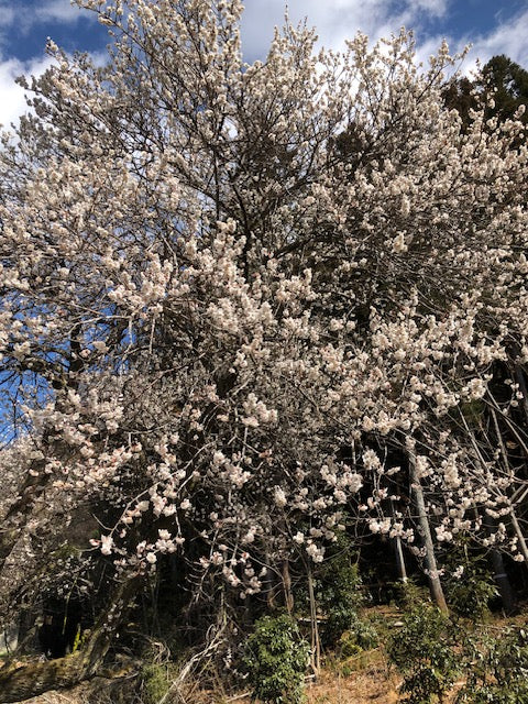梅花開花