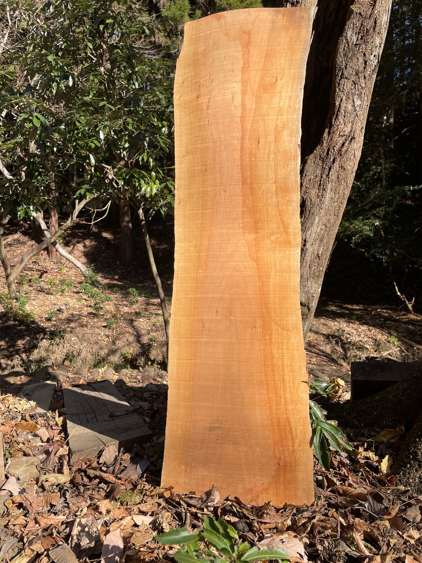 Natural Wood Board さくら・山桜