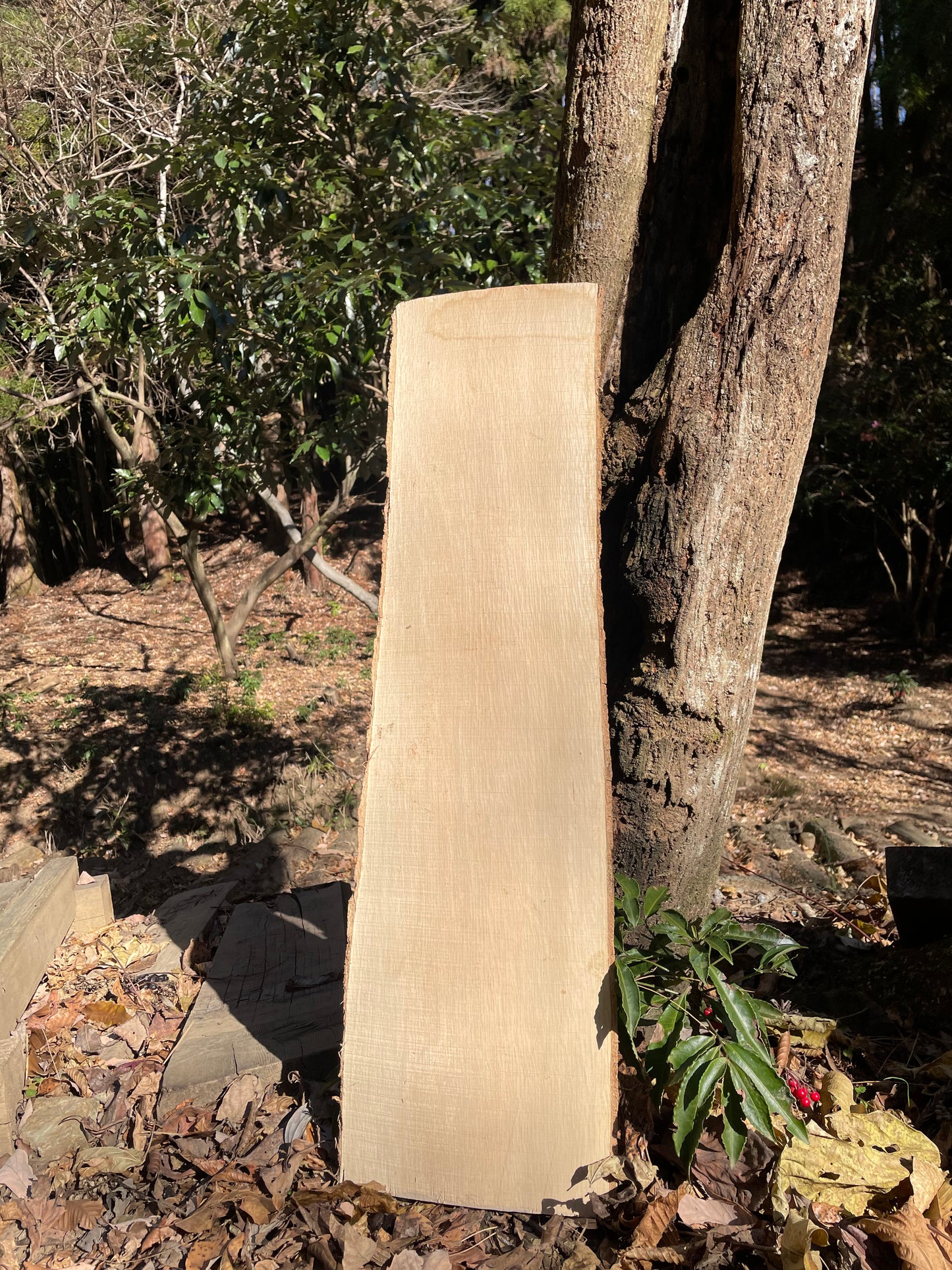Natural Wood Board カシ