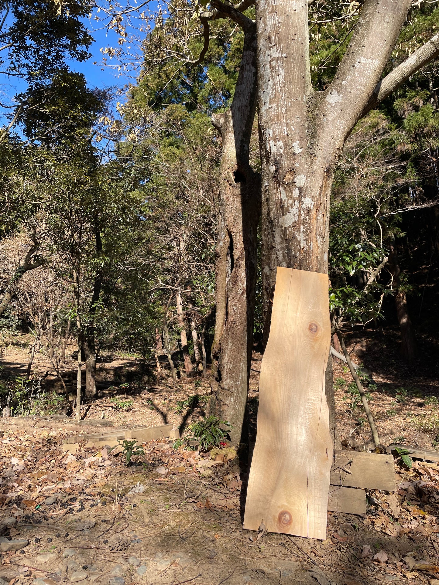 Natural Wood Board ひば