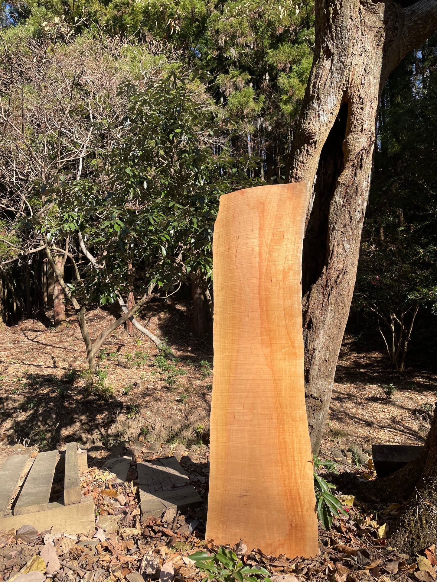 Natural Wood Board さくら・山桜