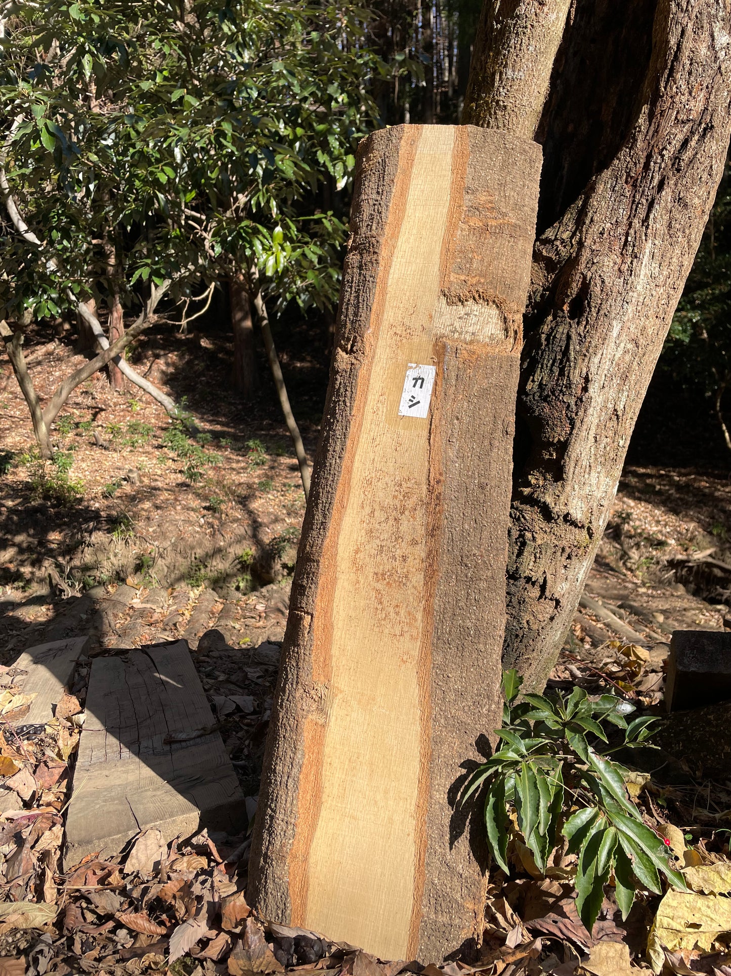Natural Wood Board カシ