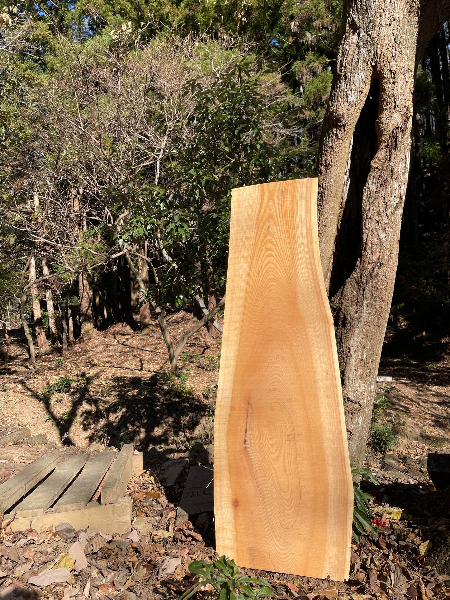 Natural Wood Board ケヤキ・欅