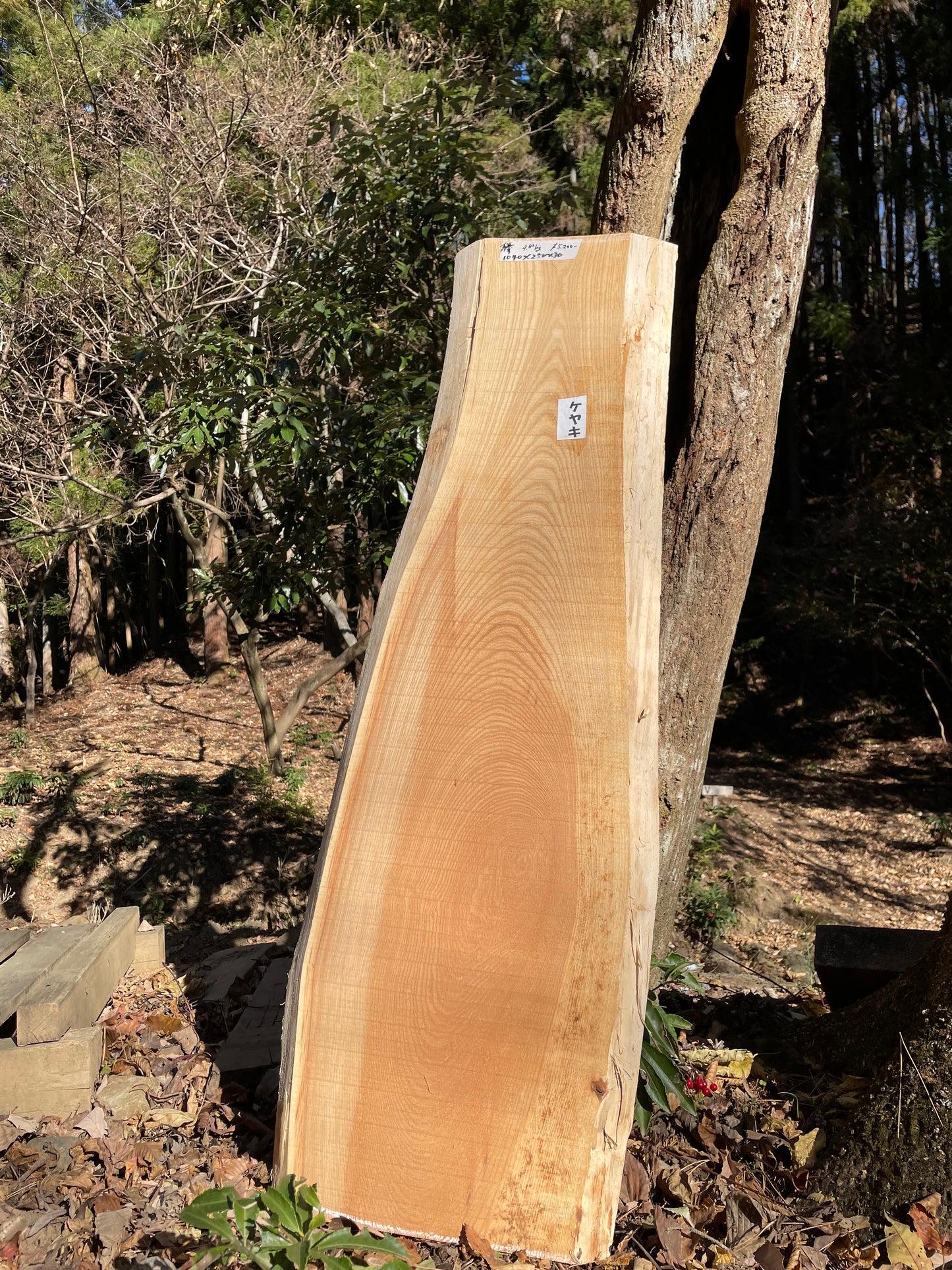 Natural Wood Board ケヤキ・欅