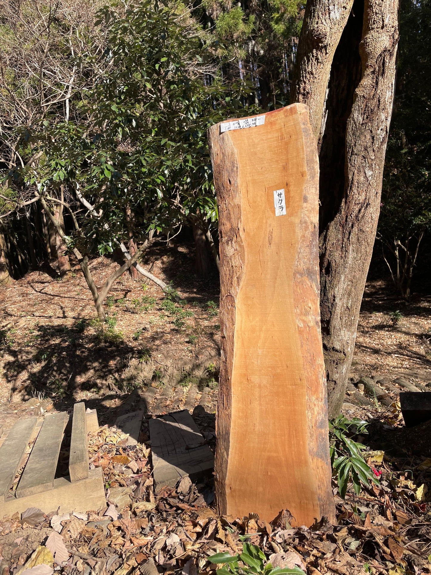 Natural Wood Board さくら・山桜