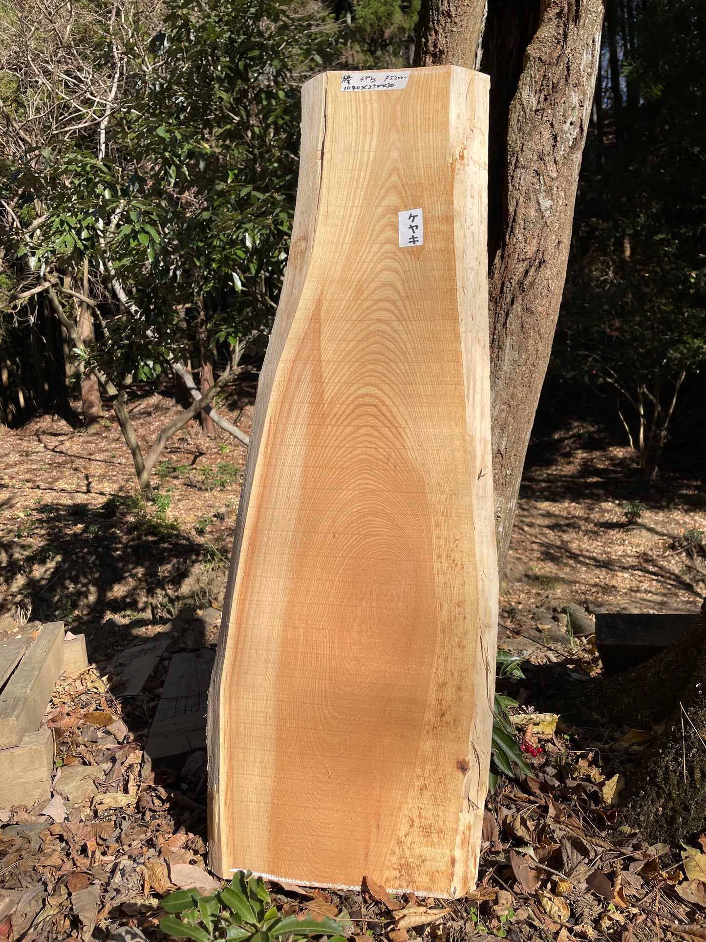 Natural Wood Board ケヤキ・欅