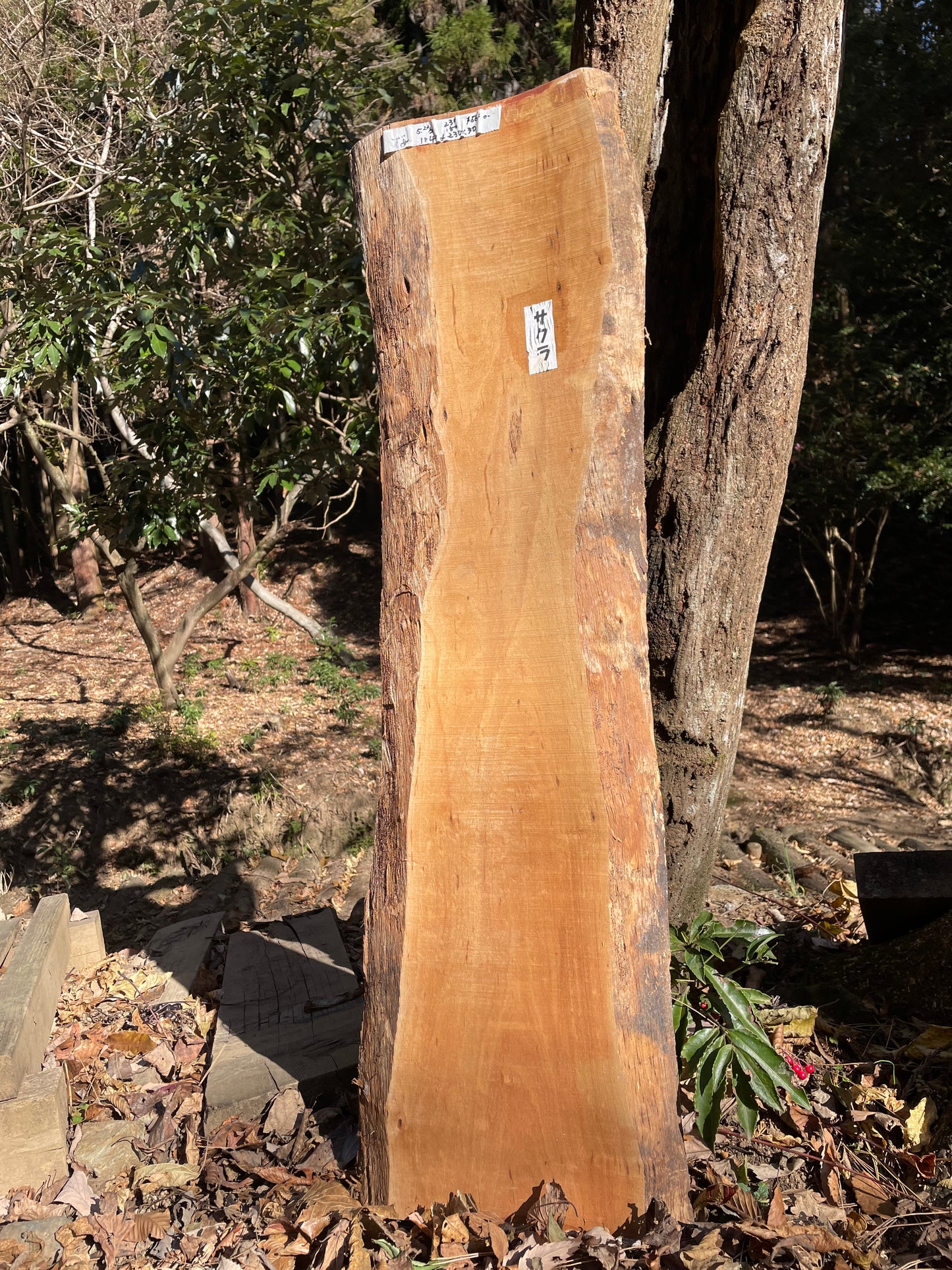 Natural Wood Board さくら・山桜