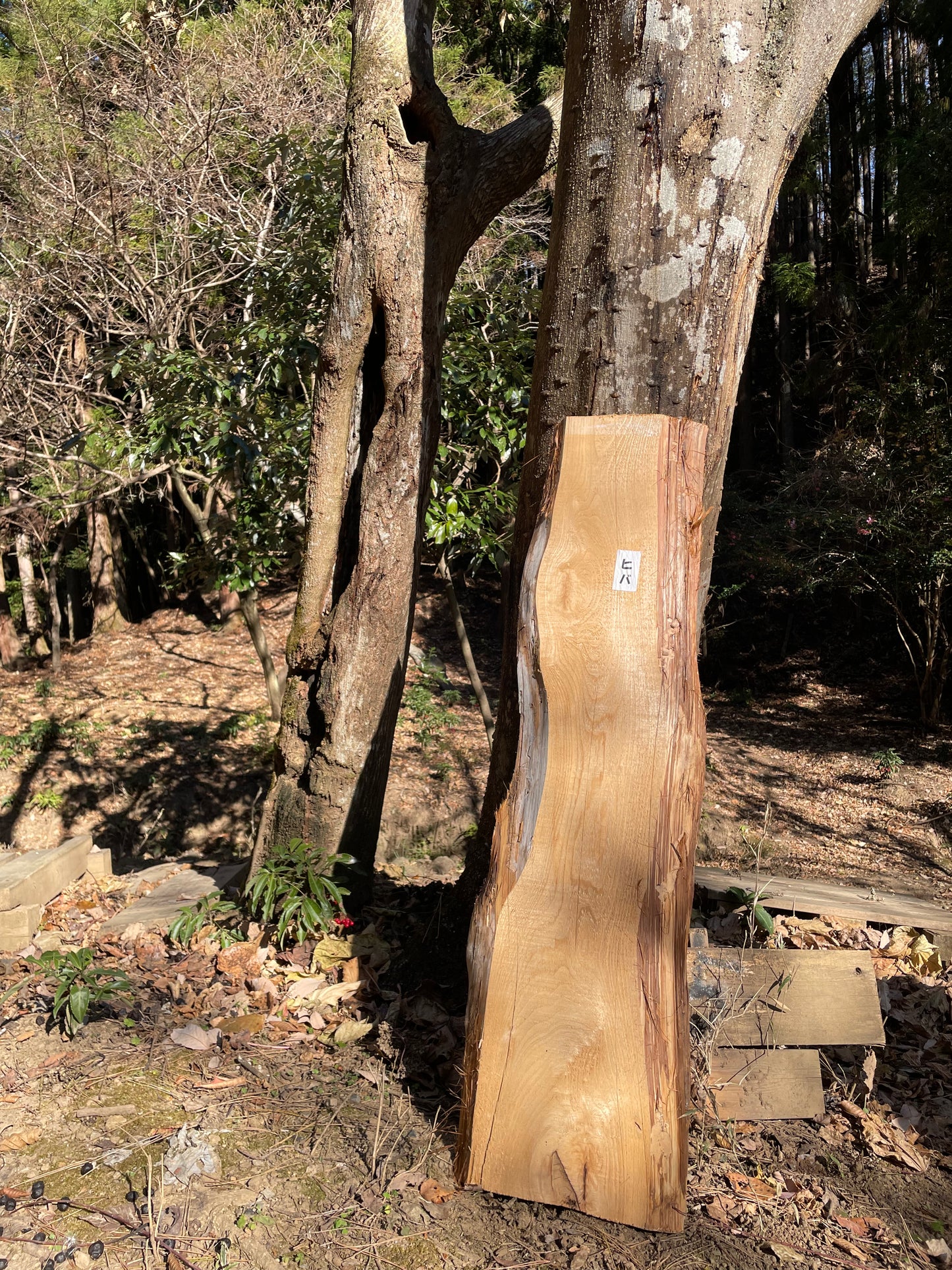 Natural Wood Board ひば