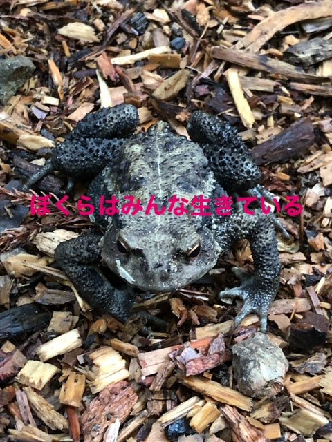 丸太置き場在住