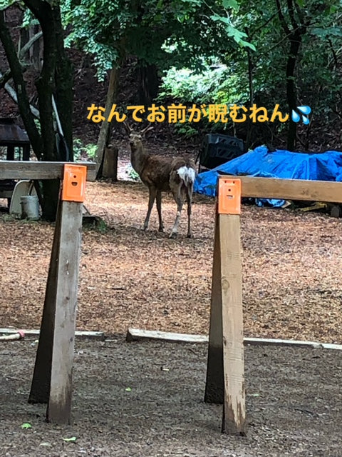 いつものヤツ