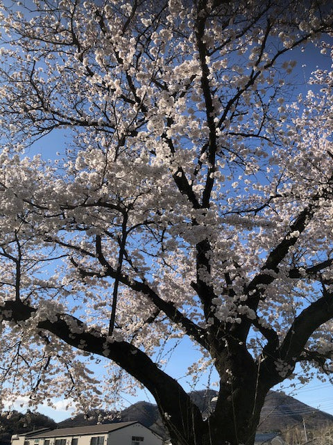 Spring has come !