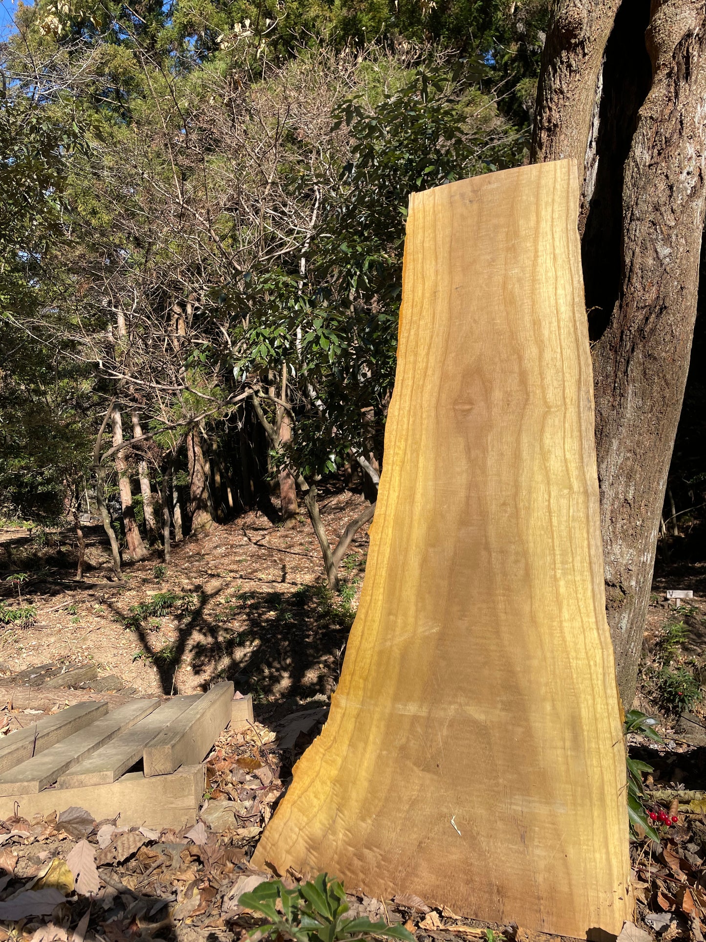 Natural Wood Board キハダ・