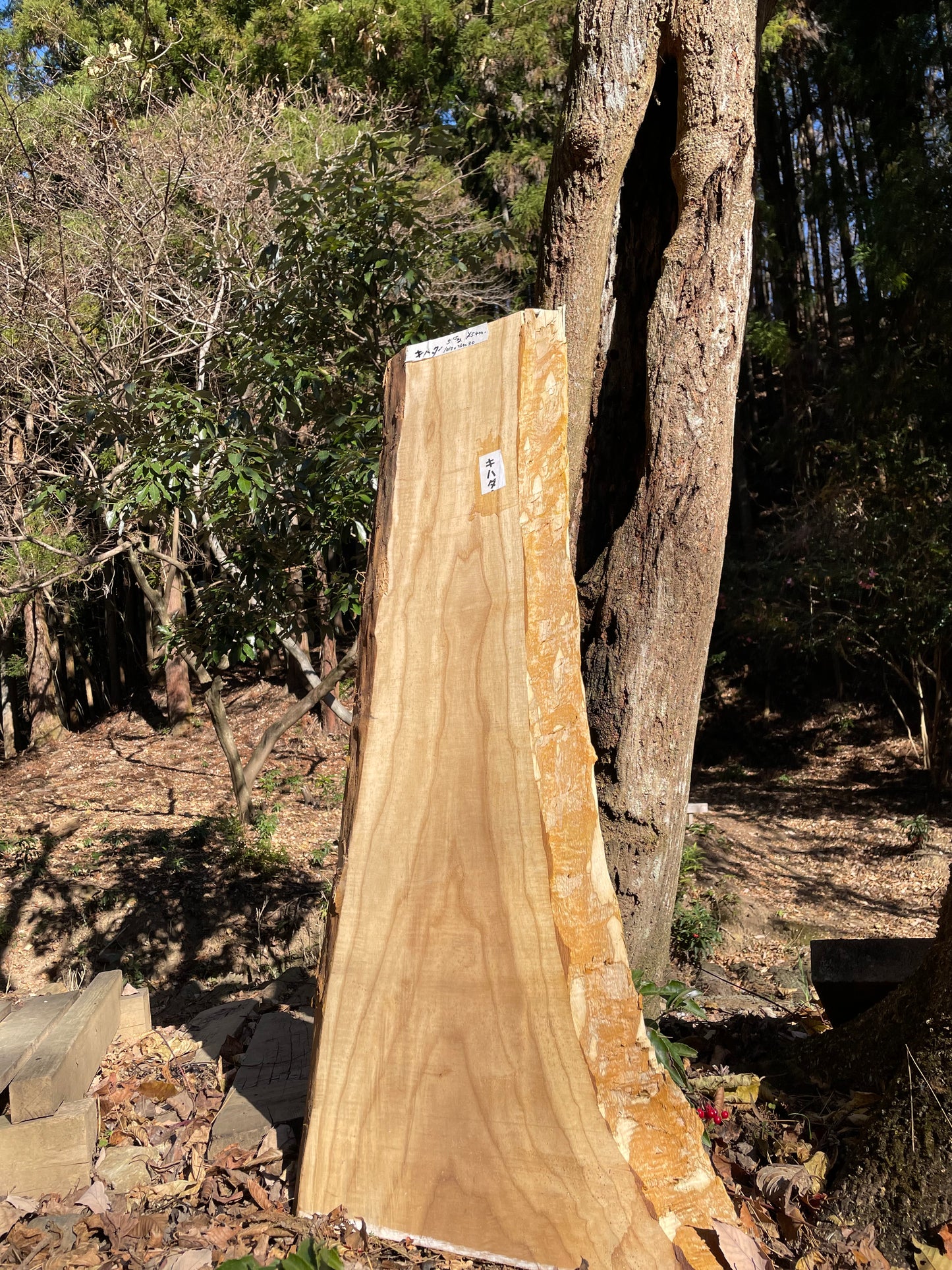 Natural Wood Board キハダ・