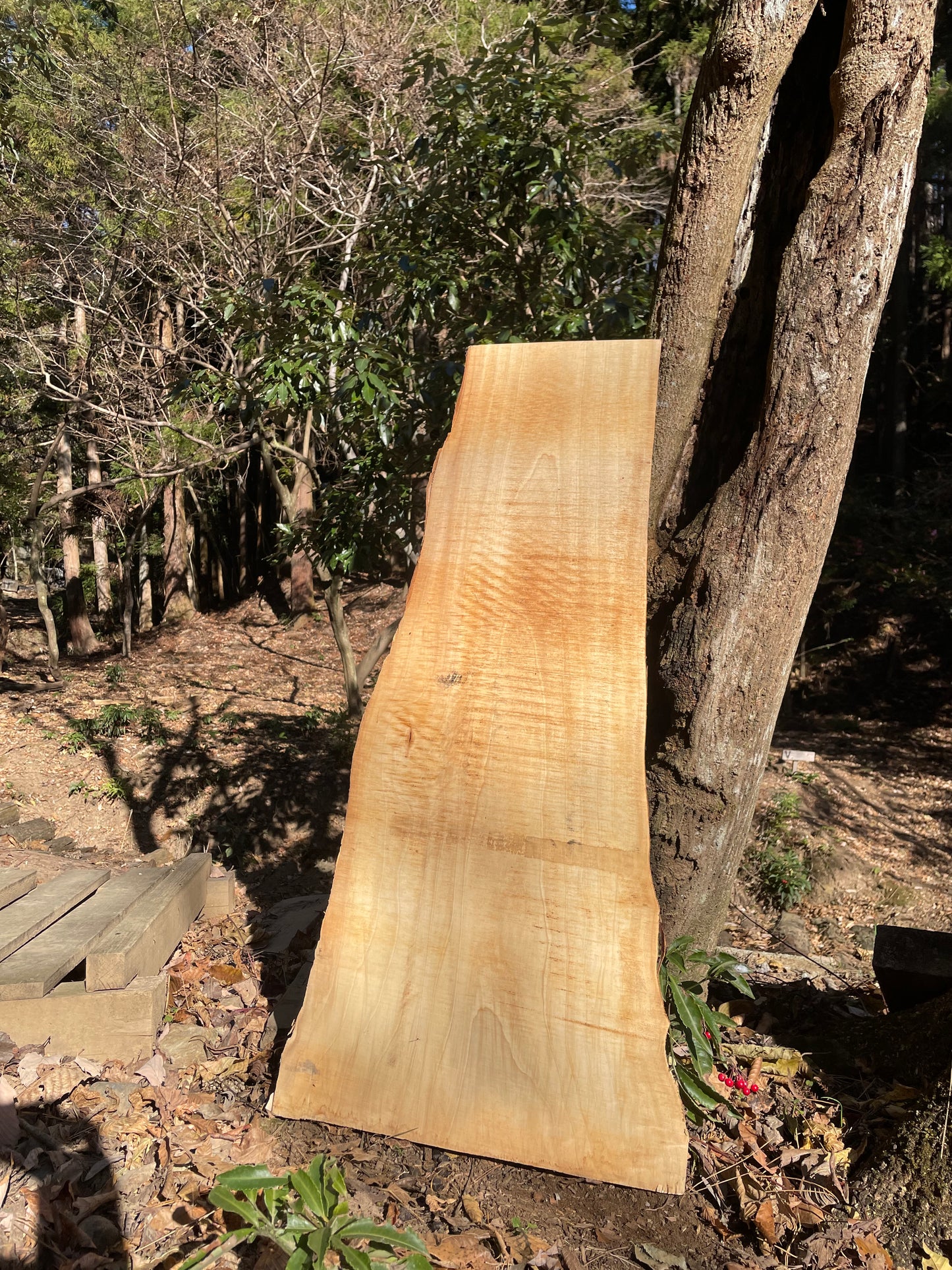 Natural Wood Board トチ・栃