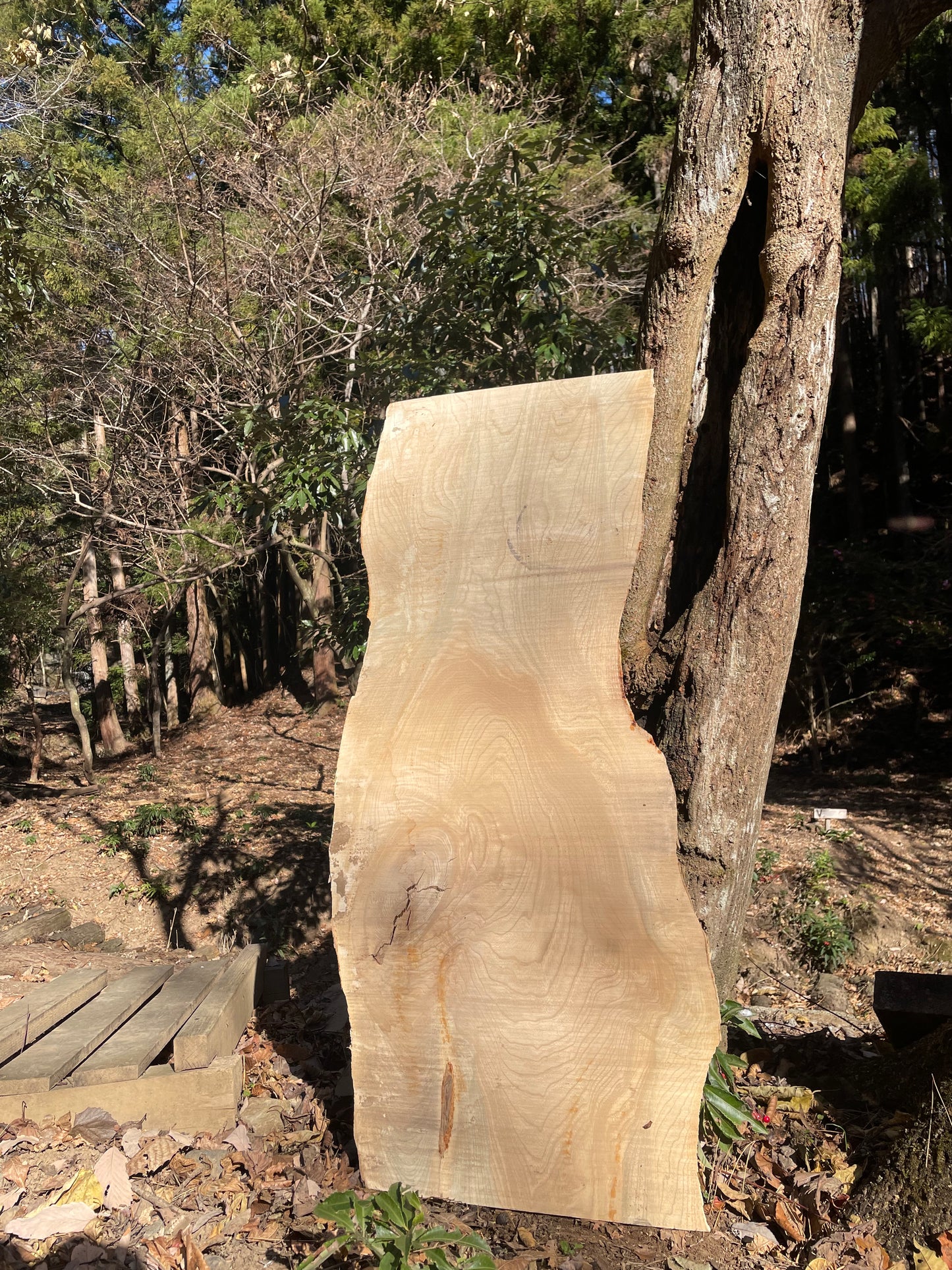 Natural Wood Board セン・栓