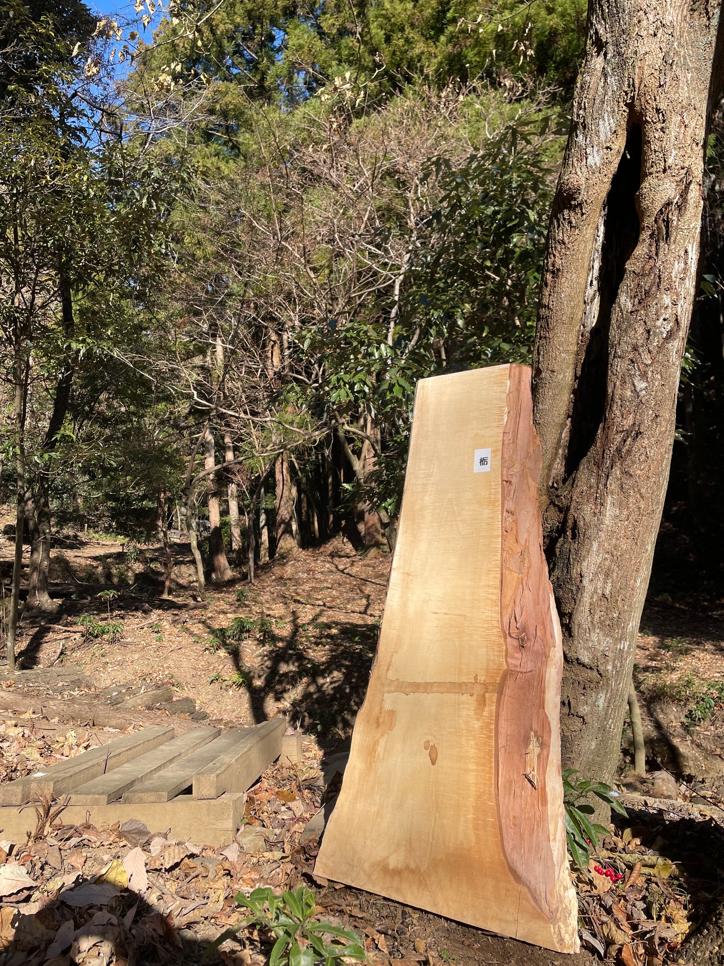 Natural Wood Board トチ・栃